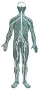 diagram of nervous system teaser view